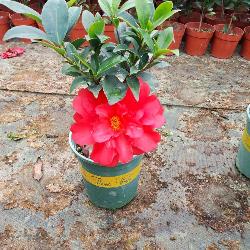 茶花盆栽四季开花福建龙岩基地直销
