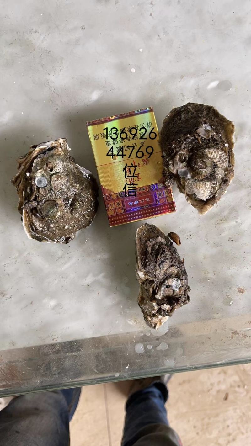 台山蚝，肥，脆，爽口，一手批发，台山蚝，肥，脆，爽口，一