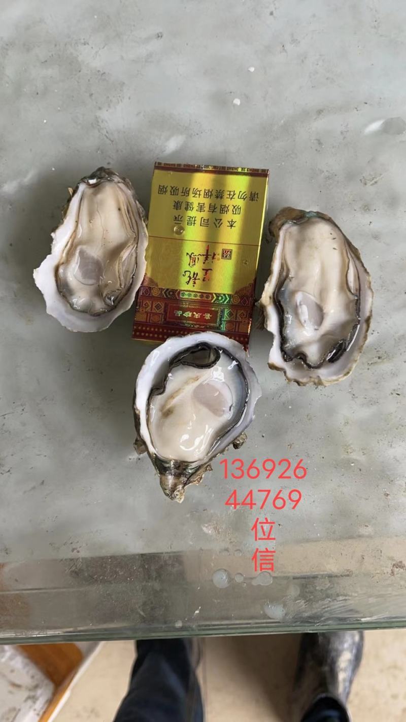 台山蚝，肥，脆，爽口，一手批发，台山蚝，肥，脆，爽口，一