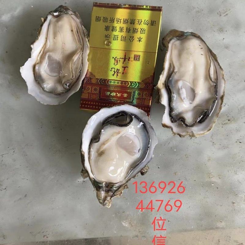 台山蚝，肥，脆，爽口，一手批发，台山蚝，肥，脆，爽口，一