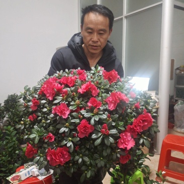 西洋杜鹃花盆栽福建龙岩基地直供