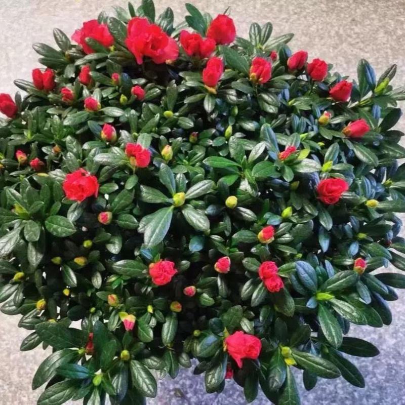 西洋杜鹃花盆栽福建龙岩基地直供