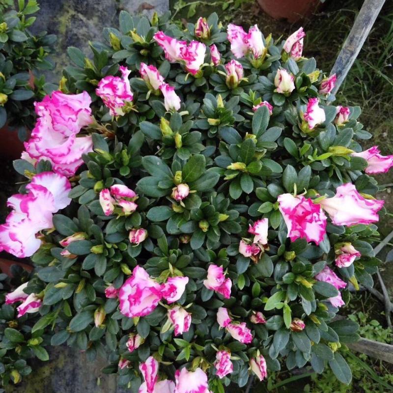 西洋杜鹃花盆栽福建龙岩基地直供