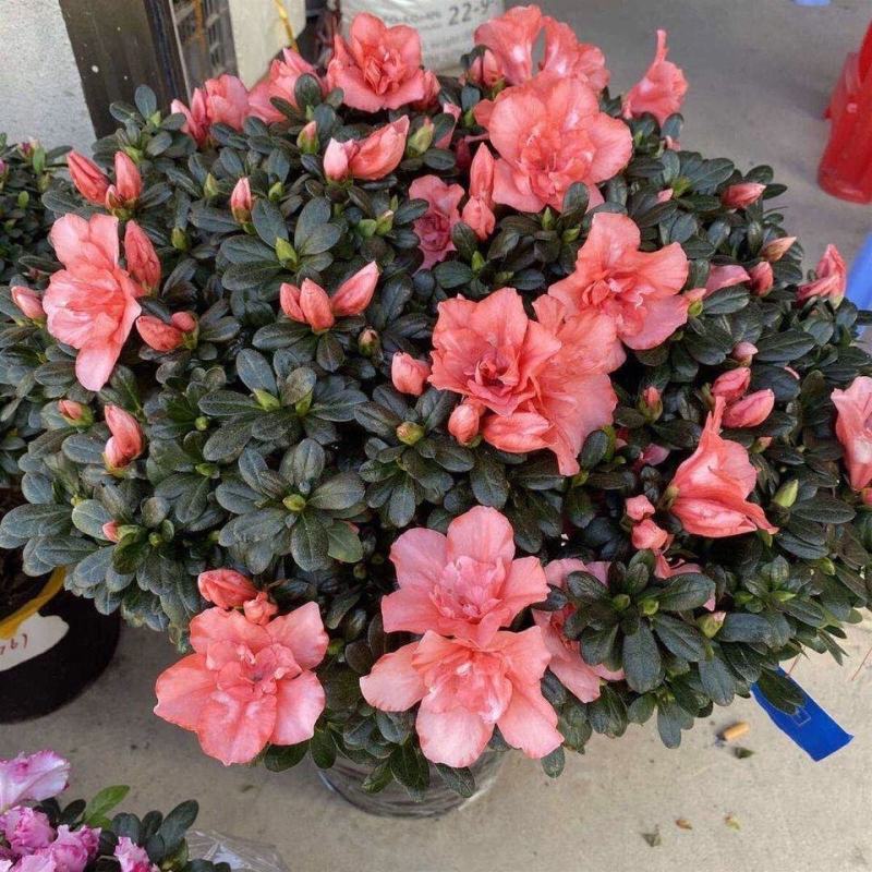 西洋杜鹃花盆栽福建龙岩基地直供