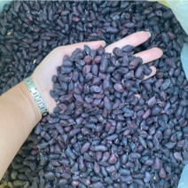 云南黑皮花生米七彩花生米一手货源货源充足可长期供应