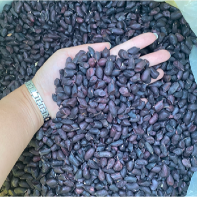 云南黑皮花生米七彩花生米一手货源货源充足可长期供应