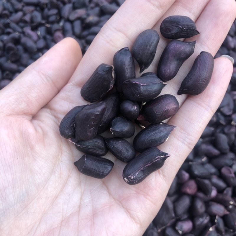 云南黑皮花生米七彩花生米一手货源货源充足可长期供应