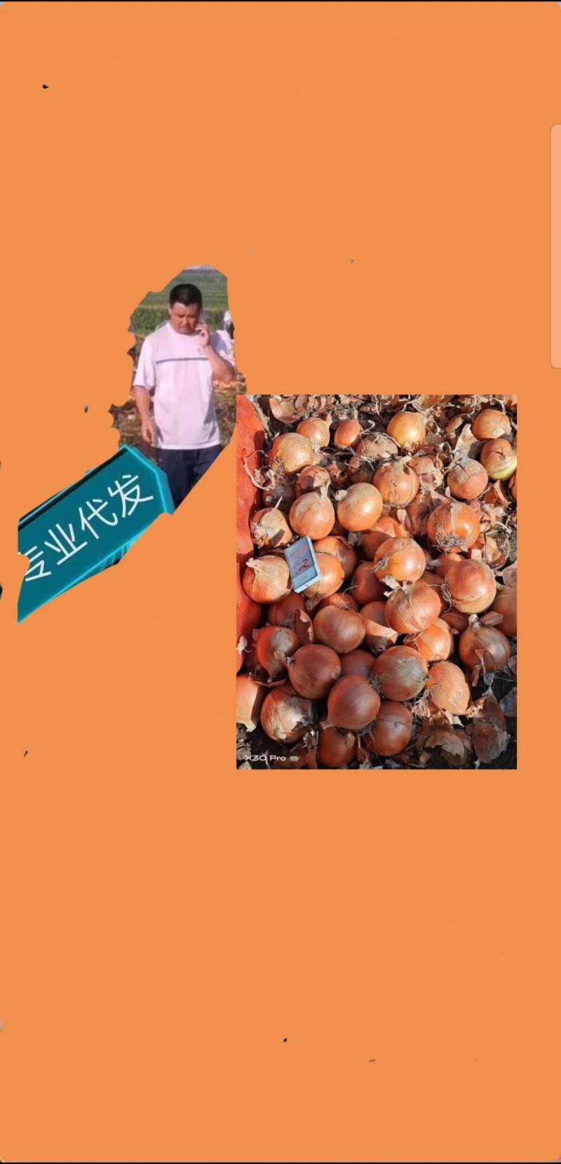 牡丹江圆葱