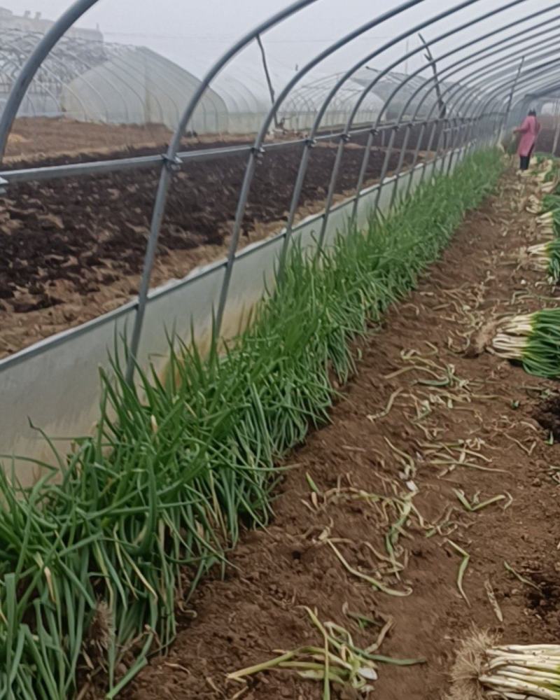 基地大量分葱上市中可发货量大质优价格便宜。需要的电话联系