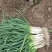 基地大量分葱上市中可发货量大质优价格便宜。需要的电话联系
