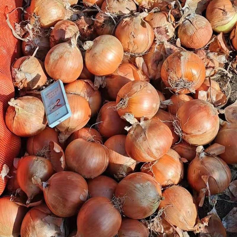 牡丹江圆葱