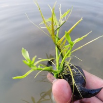 脱皮菱角大量供应新鲜青菱角，菱角米，1万亩菱角基地