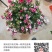 松红梅盆栽一树多色档口电商精品货福建龙岩发货
