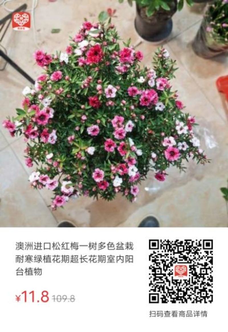 松红梅盆栽一树多色档口电商精品货福建龙岩发货