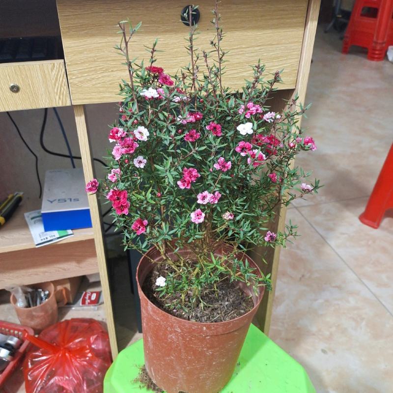 松红梅盆栽一树多色档口电商精品货福建龙岩发货