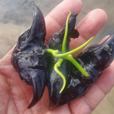 大量供应菱角种种苗新鲜菱角嫩菱角老菱角菱