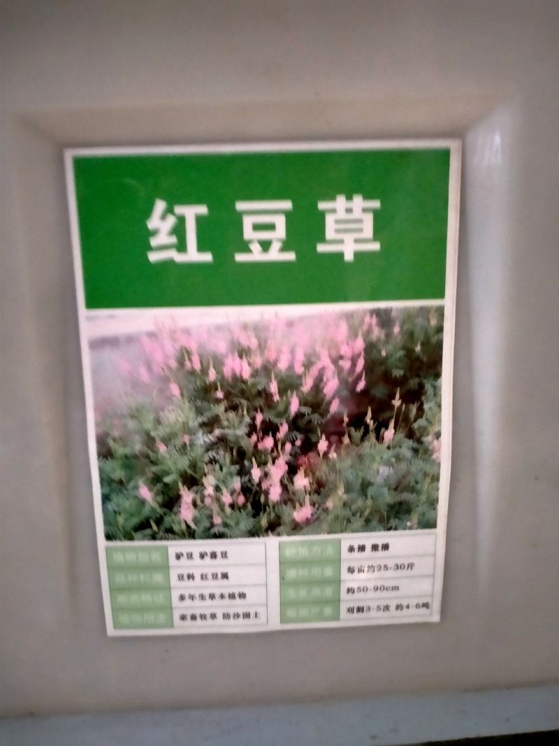 红豆草种子驴食豆青饲牧草林田果园绿肥固氮景观花卉