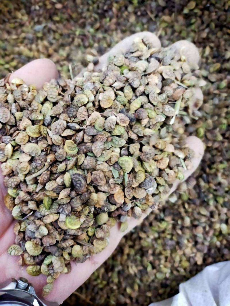 红豆草种子驴食豆青饲牧草林田果园绿肥固氮景观花卉