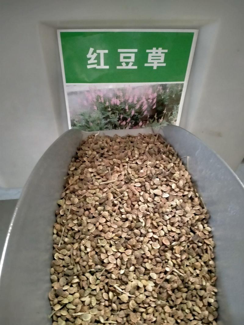 红豆草种子驴食豆青饲牧草林田果园绿肥固氮景观花卉