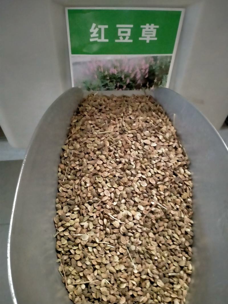 红豆草种子驴食豆青饲牧草林田果园绿肥固氮景观花卉