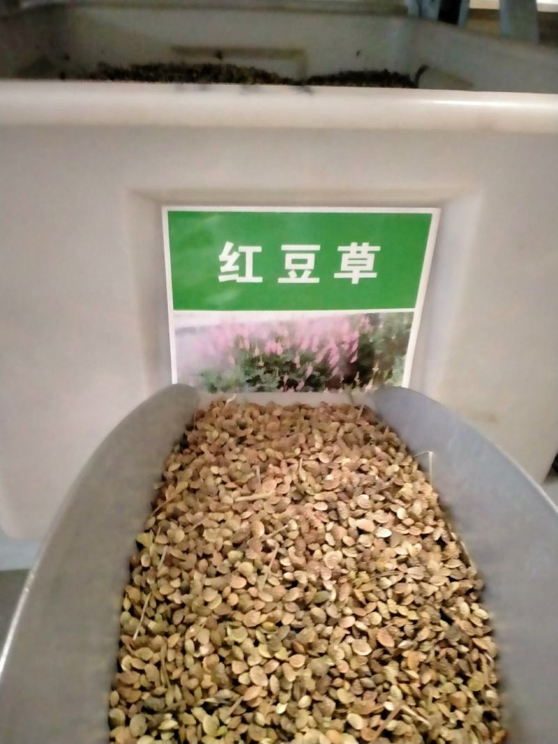 红豆草种子驴食豆青饲牧草林田果园绿肥固氮景观花卉