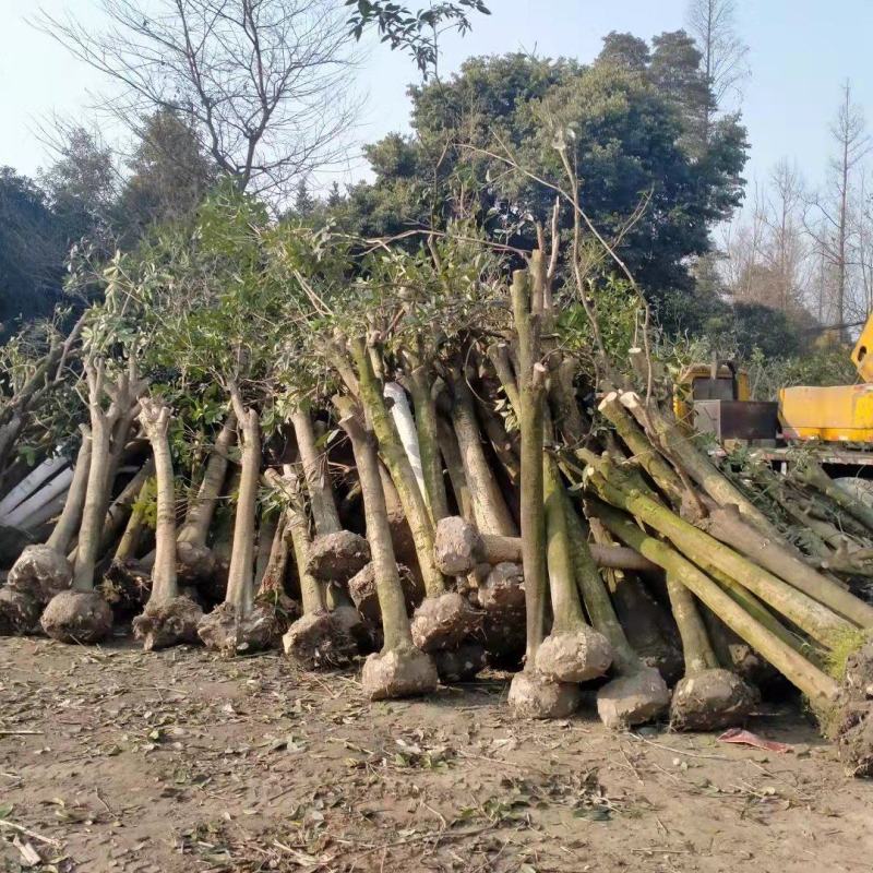 棒棒桂花处理桂花占地货适合速成桂花成都苗木基地