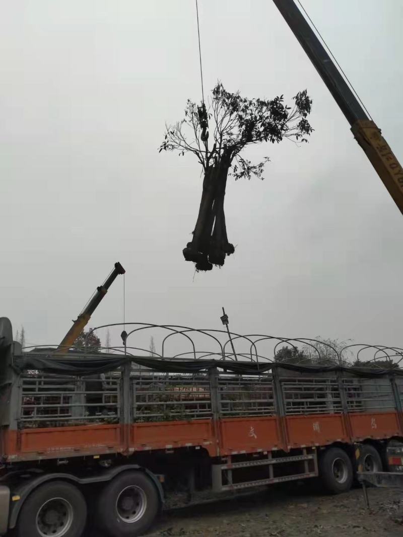 棒棒桂花处理桂花占地货适合速成桂花成都苗木基地