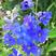 千鸟草种子庭院种植花种蓝色小飞燕草种子花坛景观花飞鸟花籽