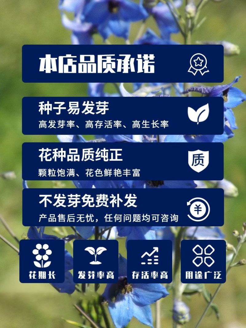 千鸟草种子庭院种植花种蓝色小飞燕草种子花坛景观花飞鸟花籽