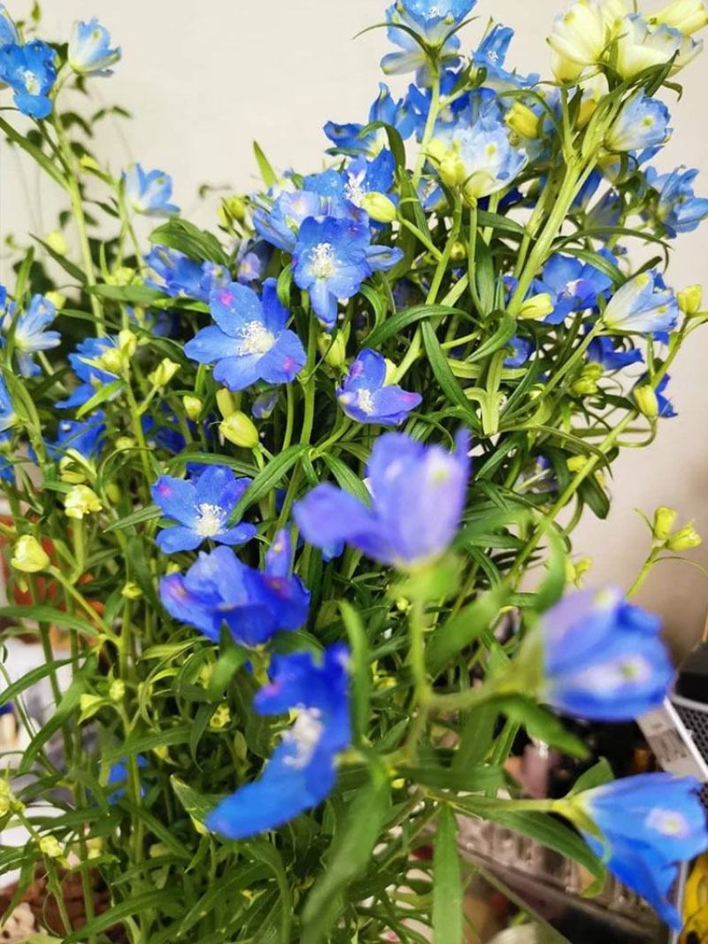 千鸟草种子庭院种植花种蓝色小飞燕草种子花坛景观花飞鸟花籽