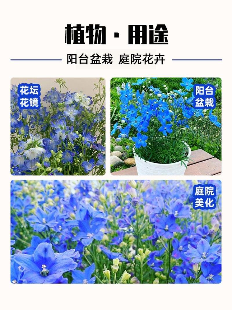 千鸟草种子庭院种植花种蓝色小飞燕草种子花坛景观花飞鸟花籽