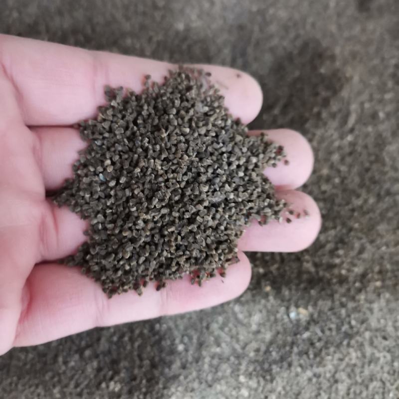 千鸟草种子庭院种植花种蓝色小飞燕草种子花坛景观花飞鸟花籽