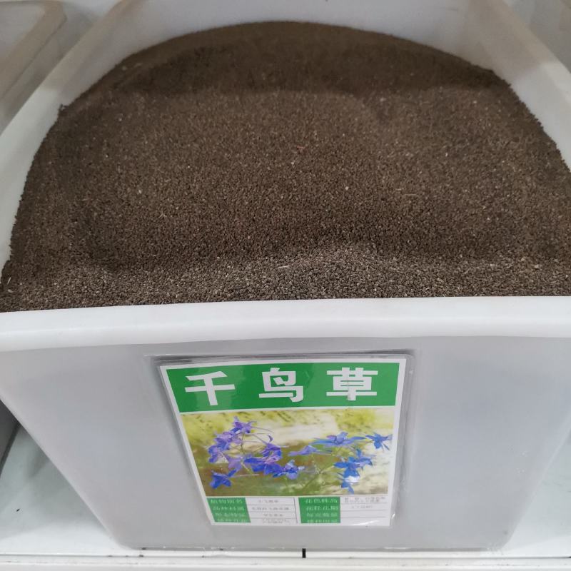 千鸟草种子庭院种植花种蓝色小飞燕草种子花坛景观花飞鸟花籽