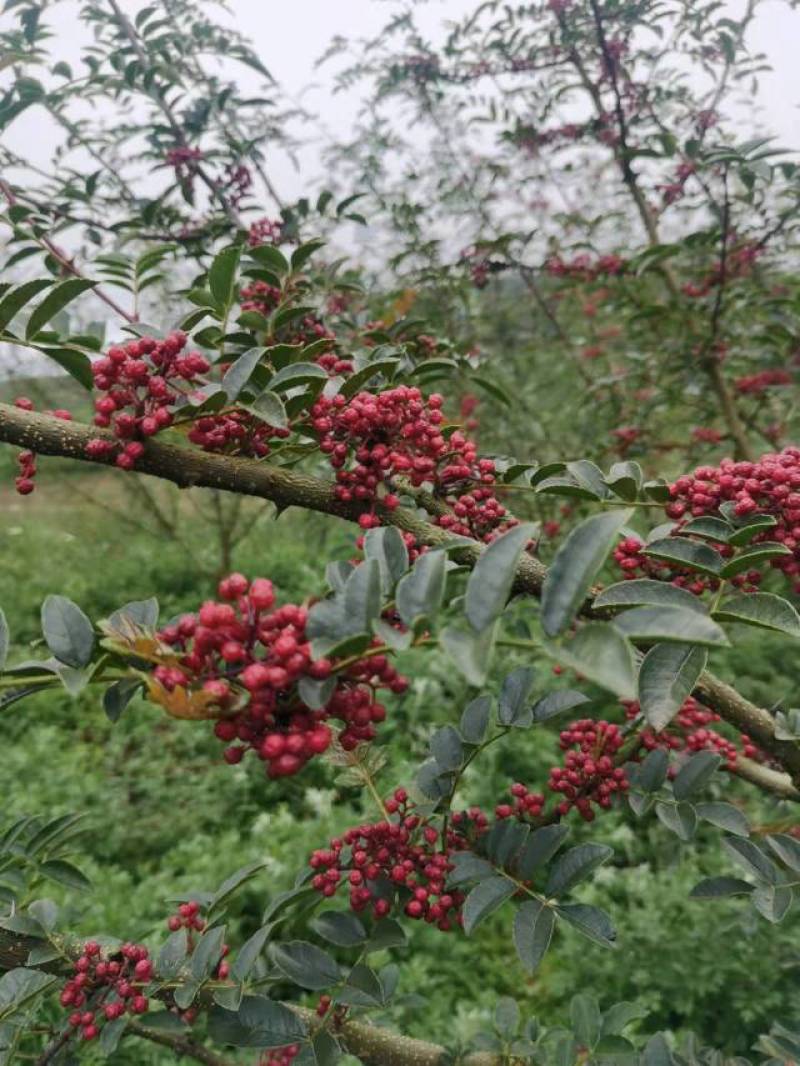 正宗汉源花椒，麻香扑鼻手工挑选，去除杂质，所见即所得