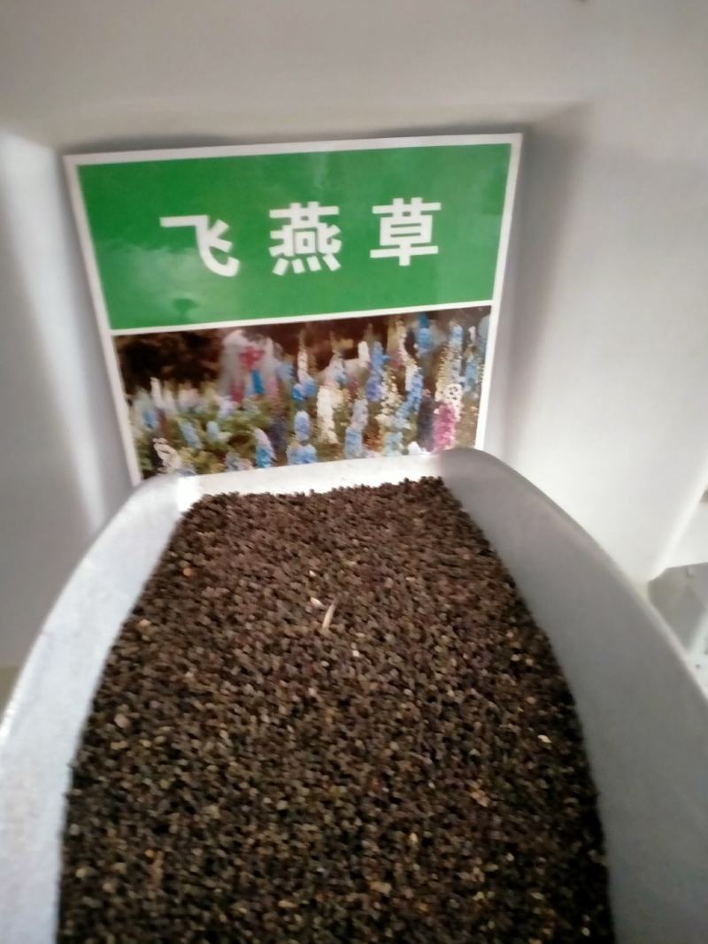 飞燕草种子