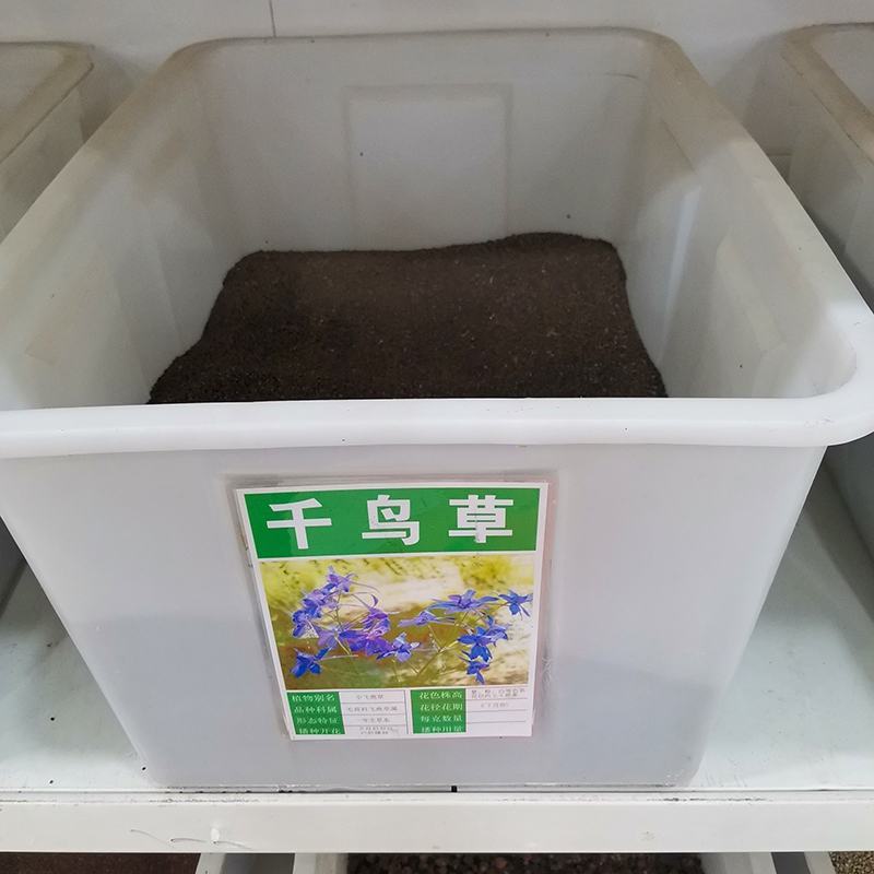 飞燕草种子