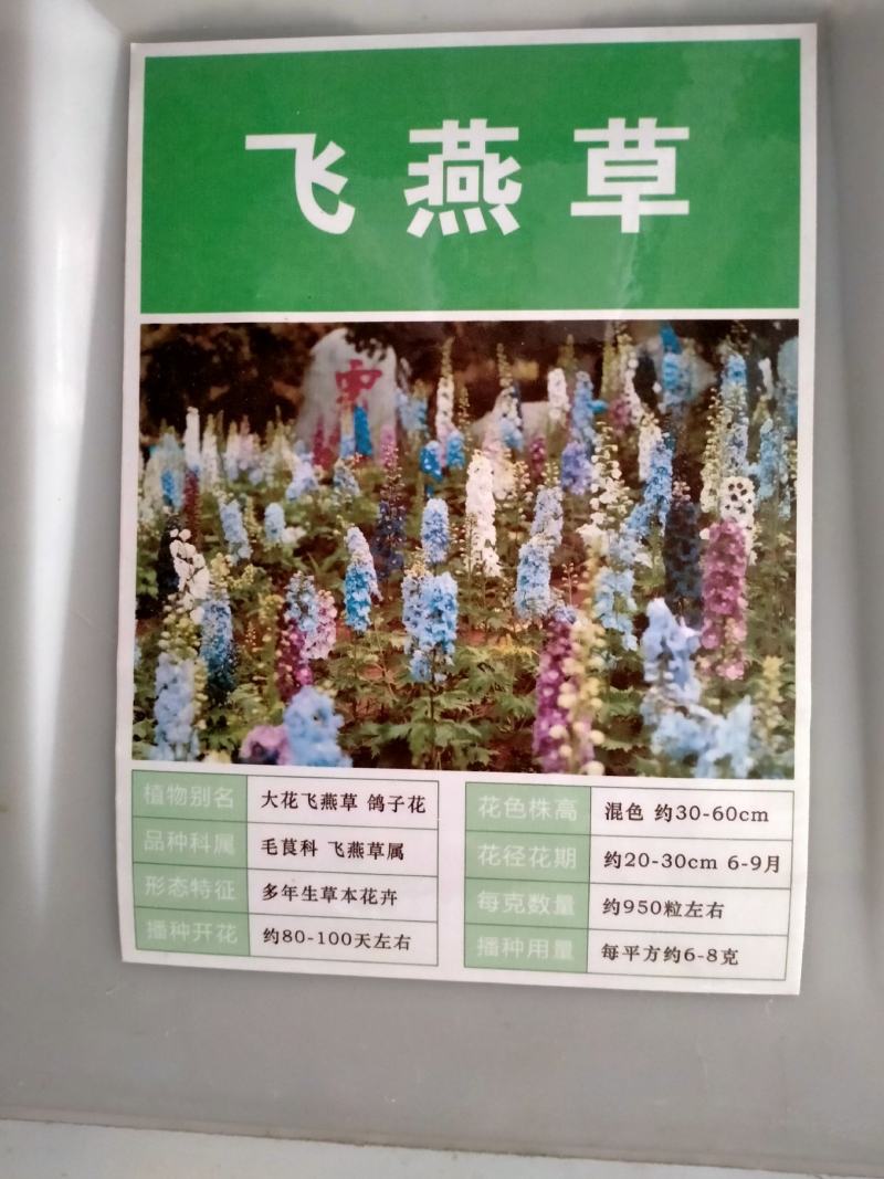 飞燕草种子
