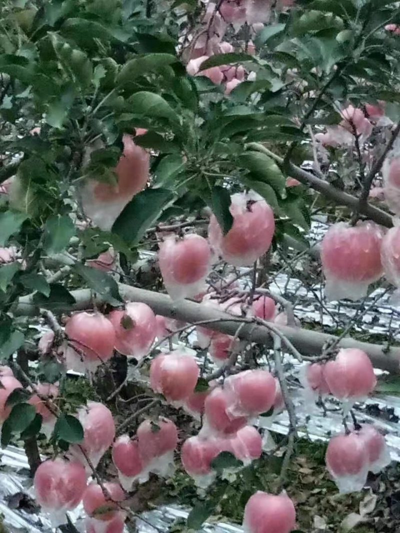 膜袋红富士个头大