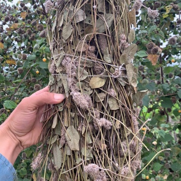 火爆全网的羊咩香，狸尾草100克，干货，100元包邮
