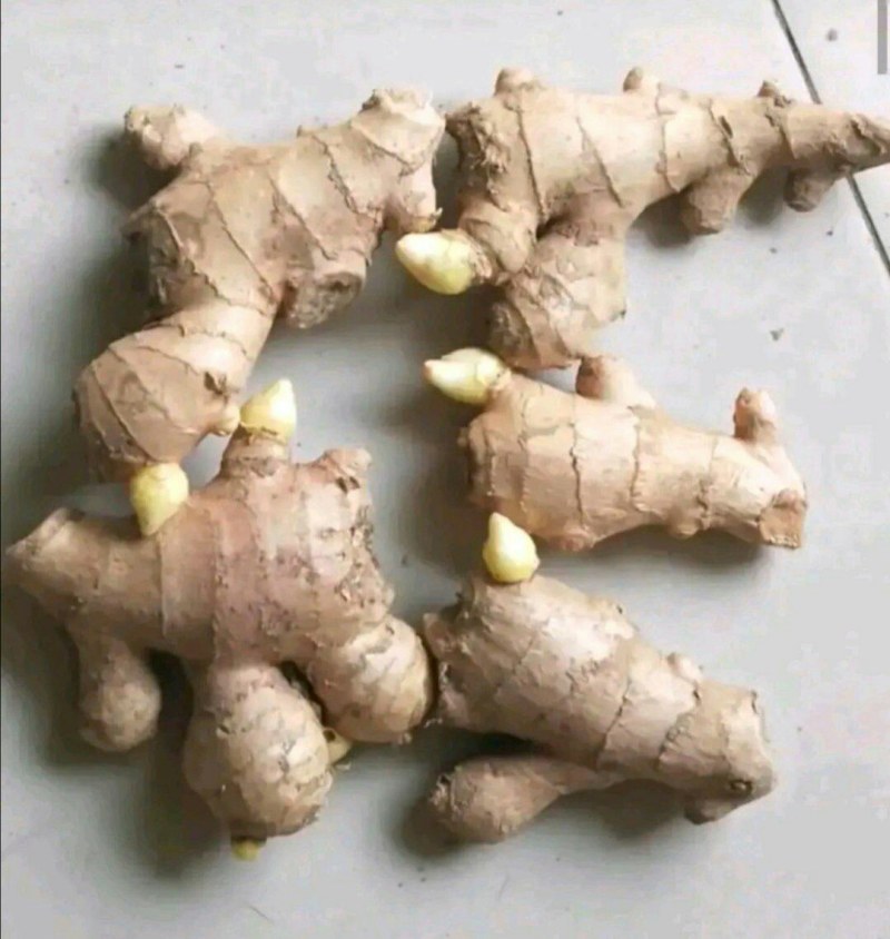 云南368高产姜种产地直供全国发货专业技术指导