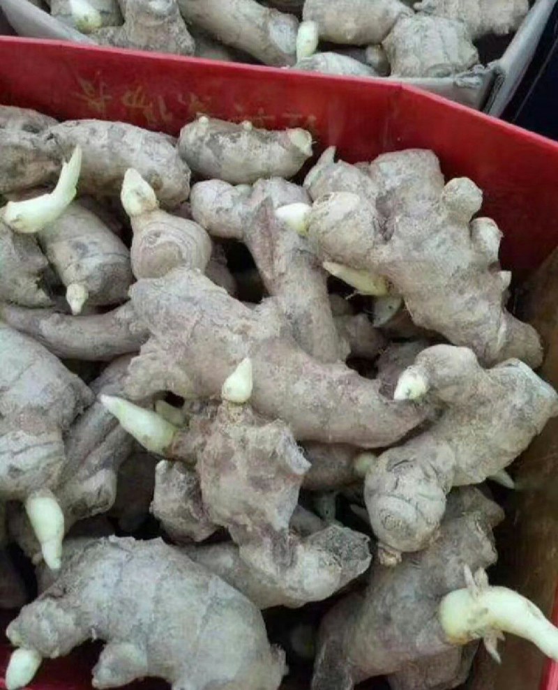 云南368高产姜种产地直供全国发货专业技术指导