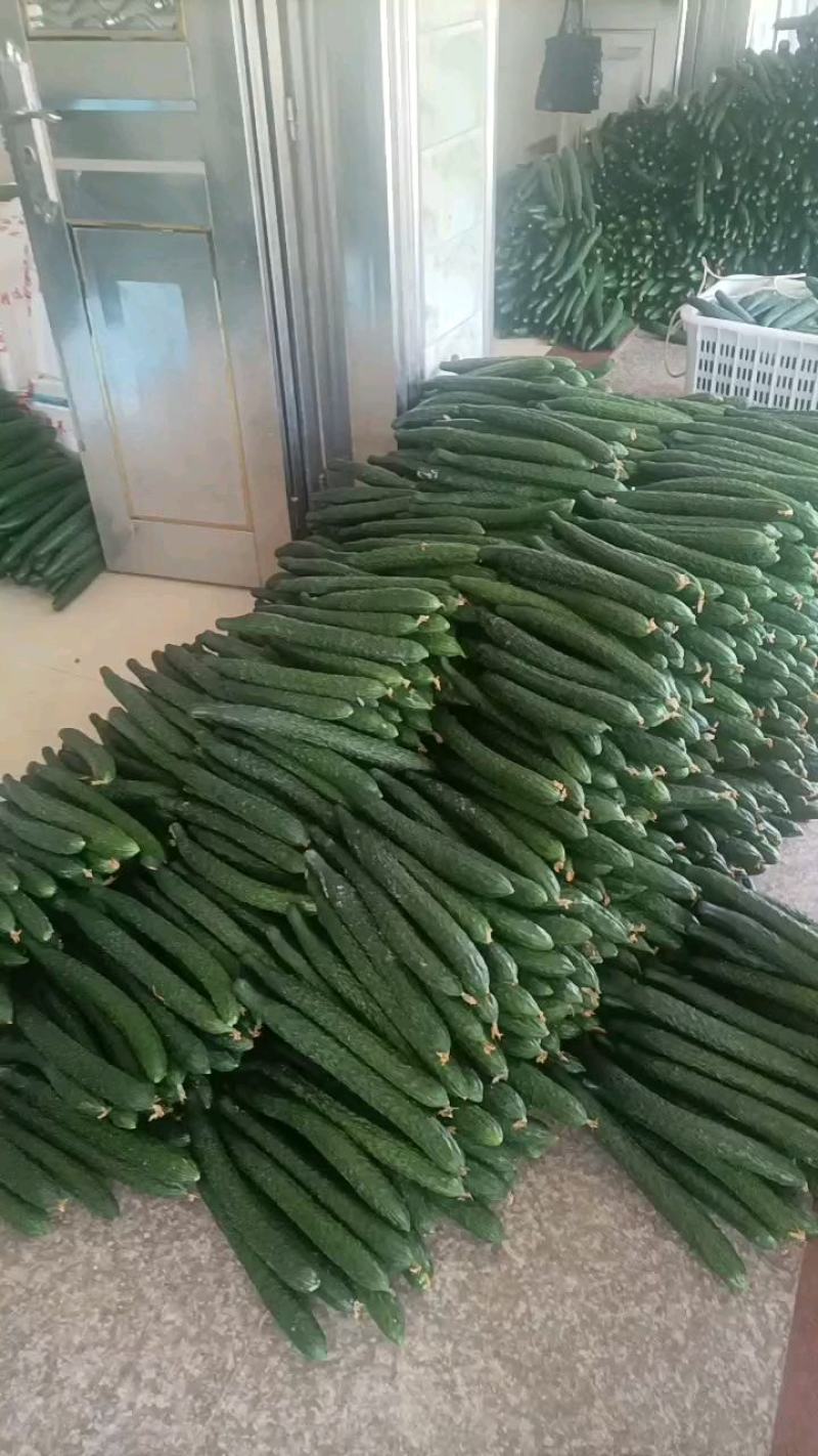 黄瓜带刺批发代购