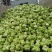 榨菜一件代发四川精品鲜榨菜，大量有货基地直发