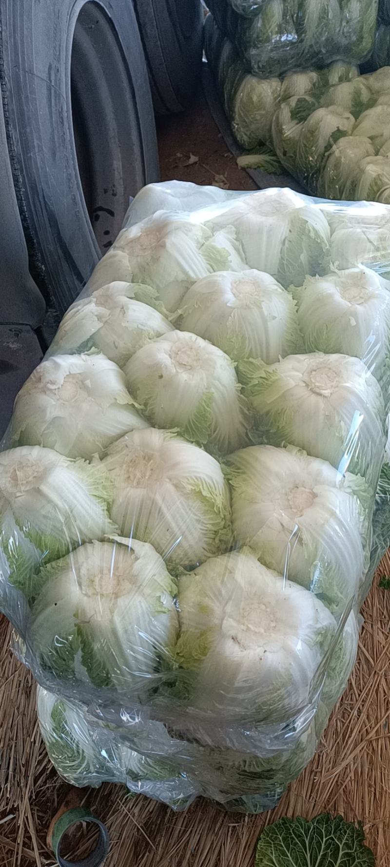 通海大白菜，456，黄心