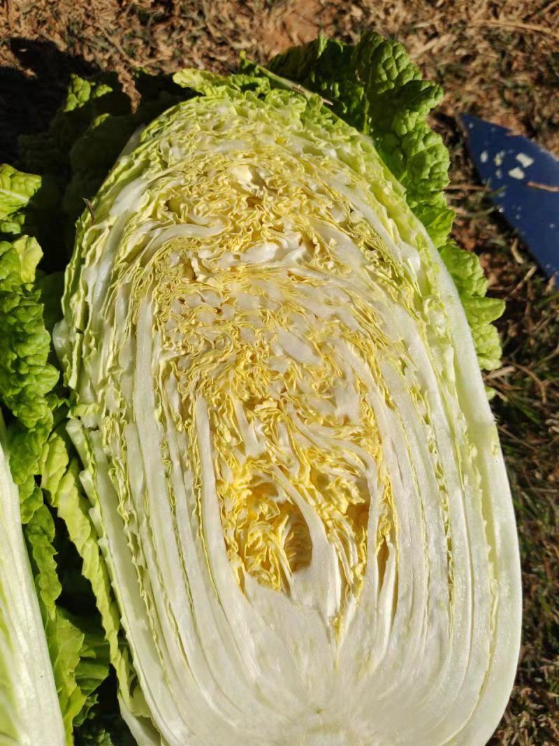 通海大白菜，456，黄心