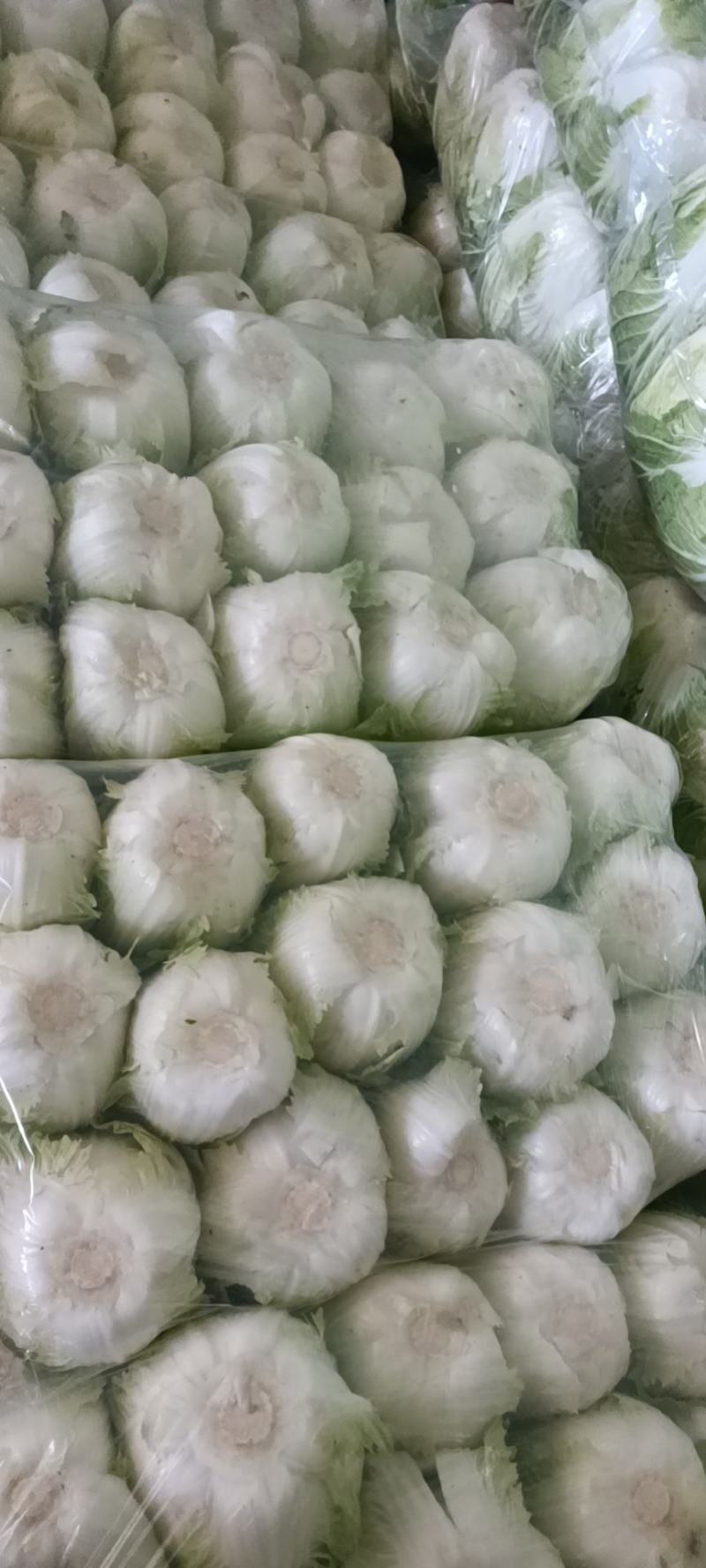 通海大白菜，456，黄心