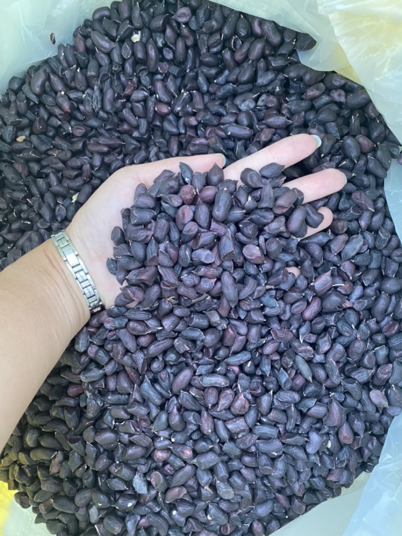 云南黑皮花生米七彩花生米一手货源货源充足可长期供应