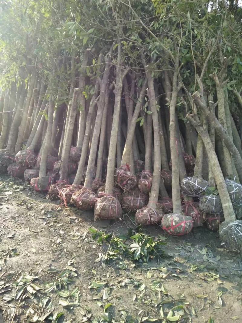 大量批发占地桂花，棒棒桂花，有政策优势的拿去吃票子