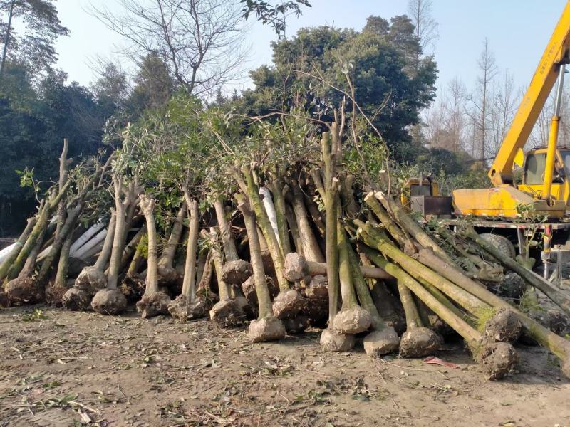 大量批发占地桂花，棒棒桂花，有政策优势的拿去吃票子
