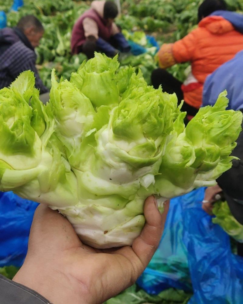 儿菜
